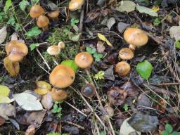 Cortinarius trivialis