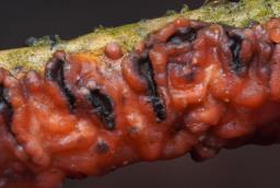 Marchandiomyces quercinus