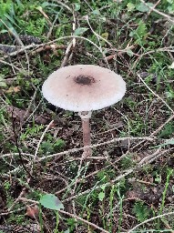 Macrolepiota procera