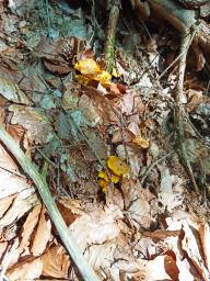 Cantharellus cibarius