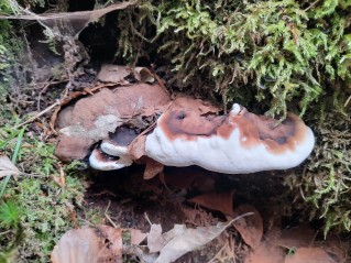 Ganoderma resinaceum