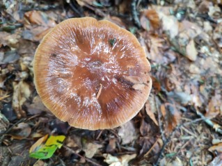 Cortinarius collinitus