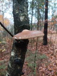 Fomitopsis betulina