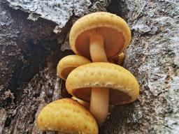 Pholiota adiposa