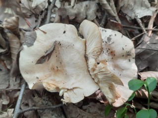 Lactarius illyricus