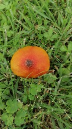 Hygrocybe conica