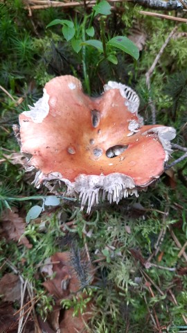 Russula decolorans