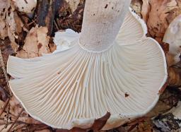 Hygrophorus poetarum
