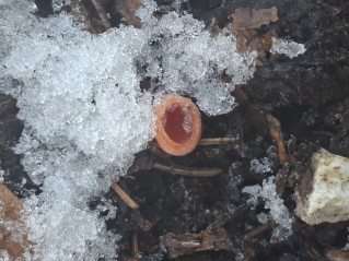 Sarcoscypha austriaca