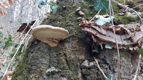 Ganoderma pfeifferi