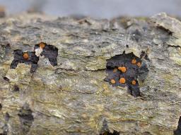 Orbilia xanthoguttulata