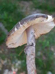 Amanita porphyria