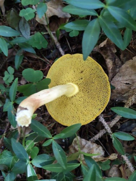 Xerocomus subtomentosus