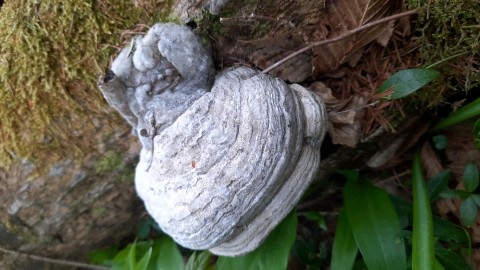 Fomes fomentarius