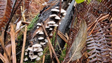 Schizophyllum commune