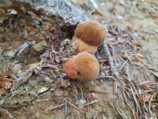 Neoboletus erythropus