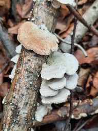 Trichaptum biforme