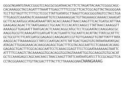 Clitocybe inflatipes