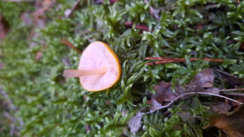 Pluteus leoninus