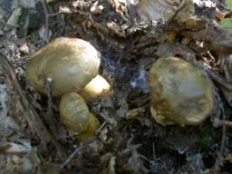 Cyanoboletus pulverulentus