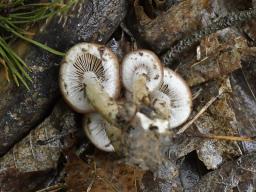 Typhrasa gossypina