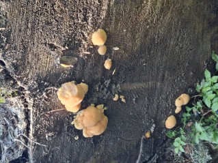 Climacocystis borealis
