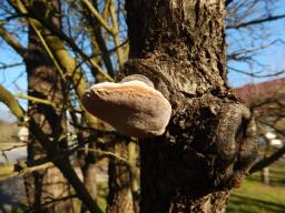 Phellinus pomaceus