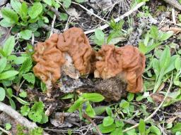 Gyromitra gigas