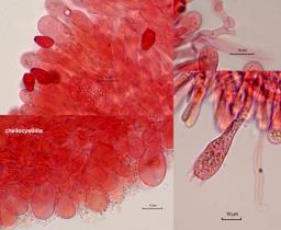 Chlorophyllum brunneum