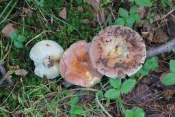 Russula vesca