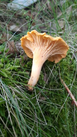 Cantharellus cibarius