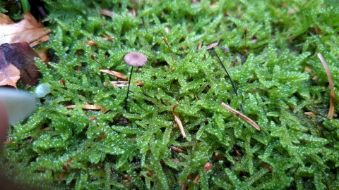 Marasmius wettsteinii