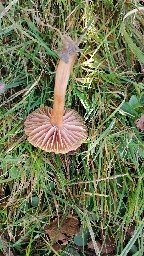 Laccaria laccata