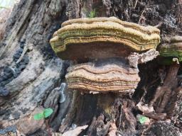 Ganoderma pfeifferi