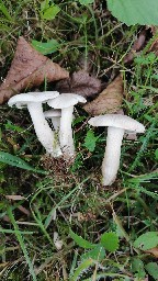 Clitocybe phyllophila