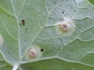 Puccinia poarum