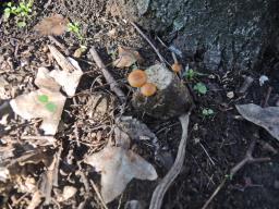 Agrocybe fimicola