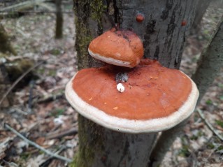 Fomitopsis pinicola