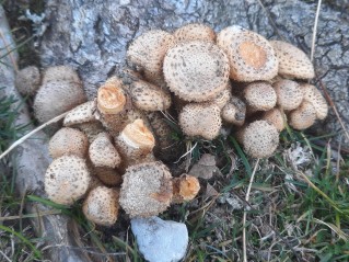 Pholiota squarrosa