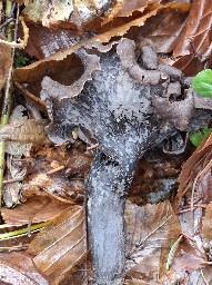 Craterellus cornucopioides