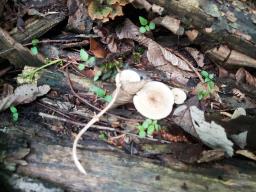 Lentinus arcularius