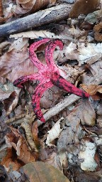 Clathrus archeri