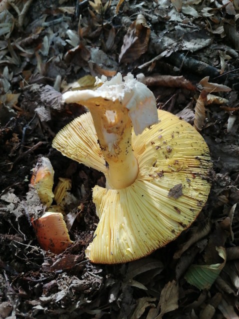 Amanita strobiliformis