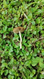 Agrocybe praecox