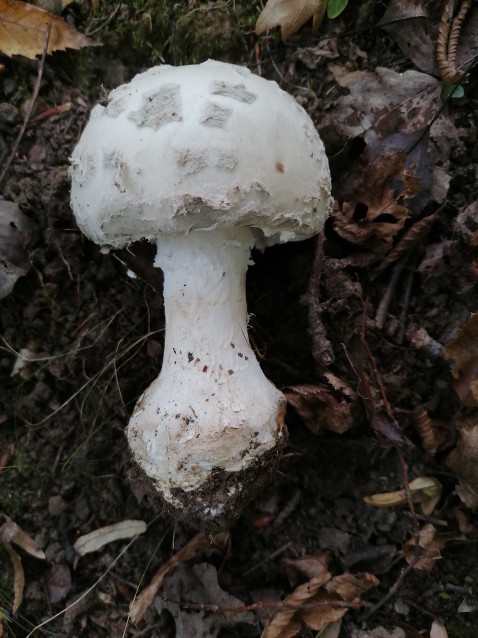 Amanita strobiliformis