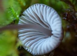 Mycena erubescens