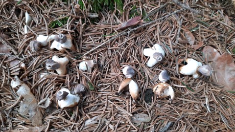 Geastrum quadrifidum