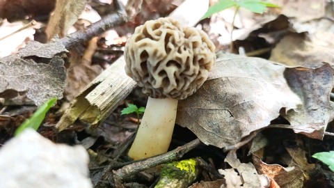 Morchella esculenta