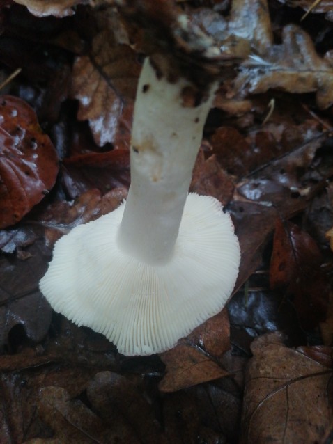 Russula emetica