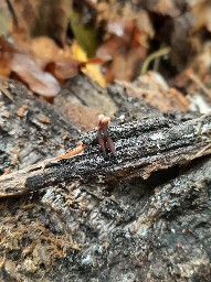 Ascocoryne solitaria